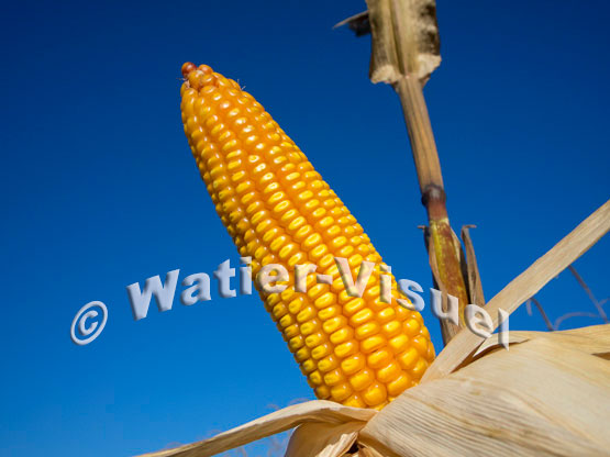 1101D247