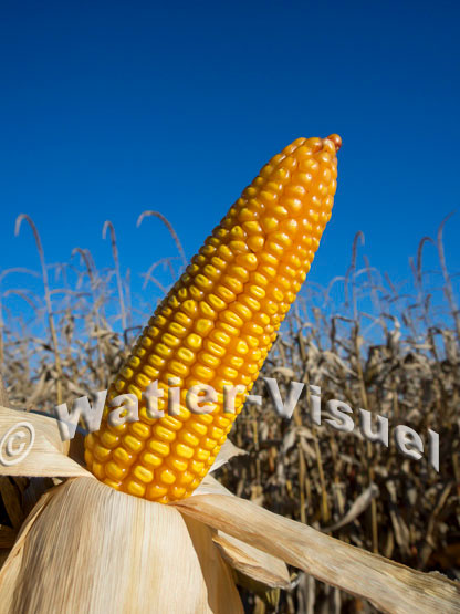 1101D254