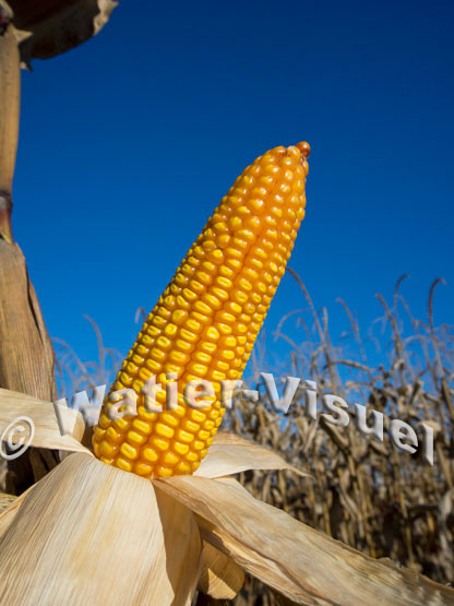 1101D256
