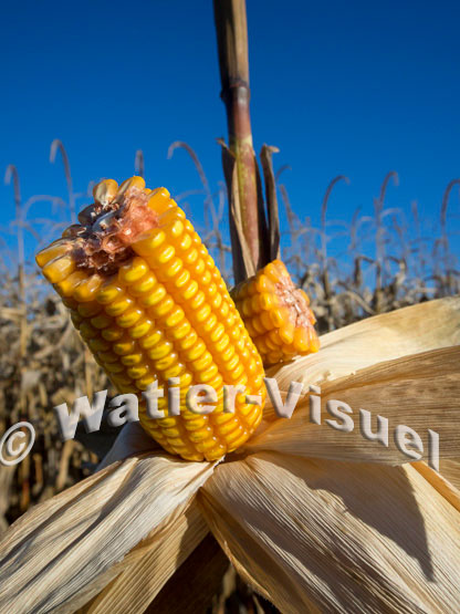 1101D258
