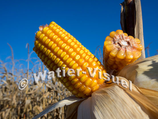 1101D260