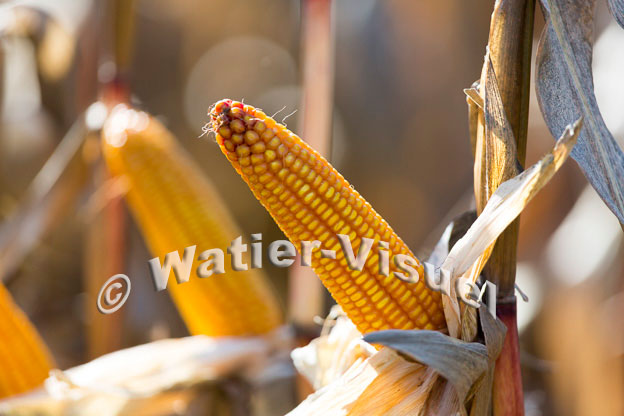 1101D273