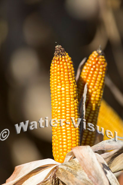 1101D285