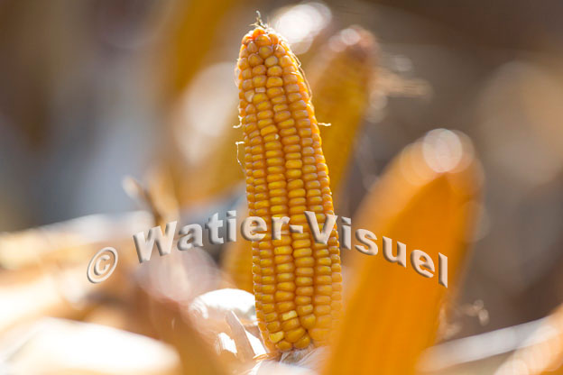 1101D338