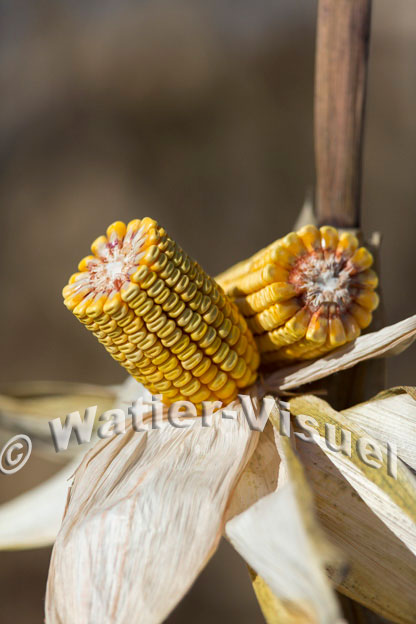 1101D340