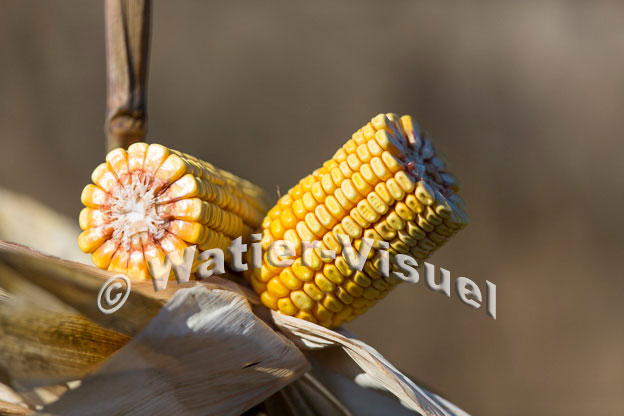 1101D342