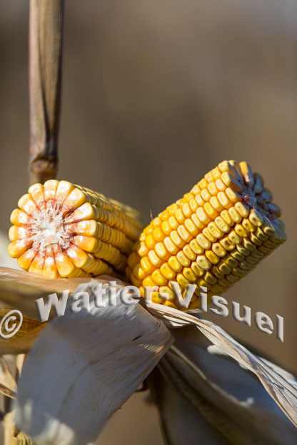 1101D343