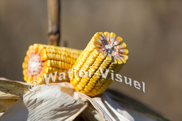 1101D345