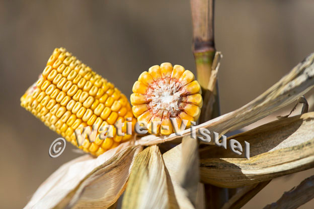 1101D347