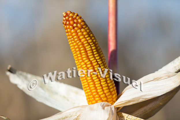 1101D351