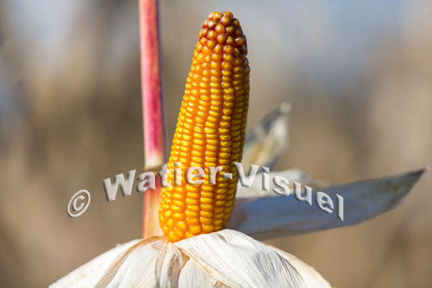 1101D354