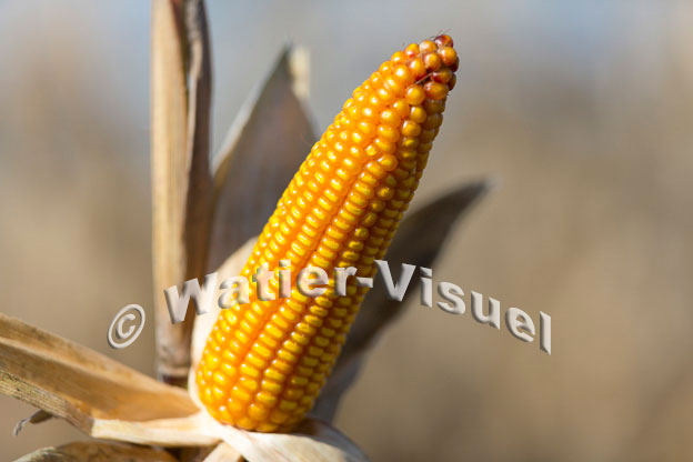 1101D359