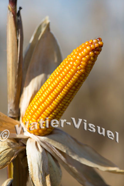 1101D362