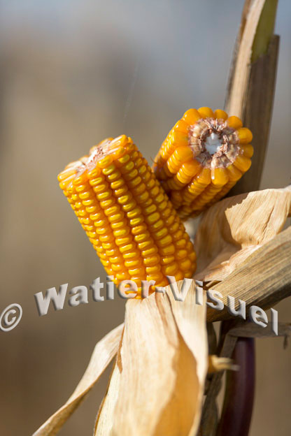 1101D370