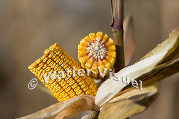 1101D377