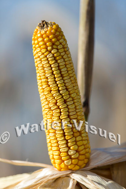 1101D382