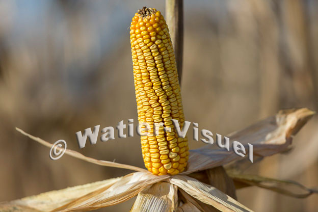1101D385