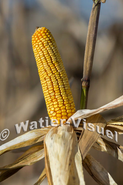 1101D387
