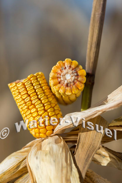 1101D392