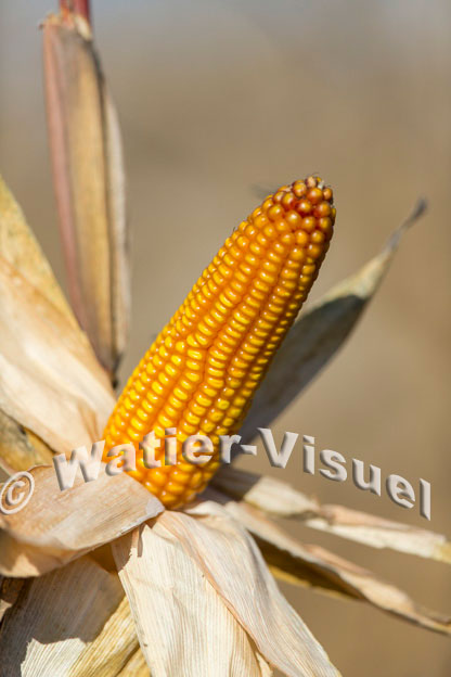1101D396