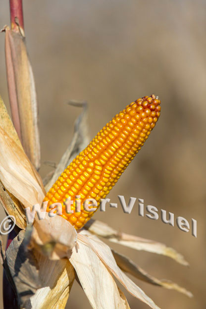 1101D399
