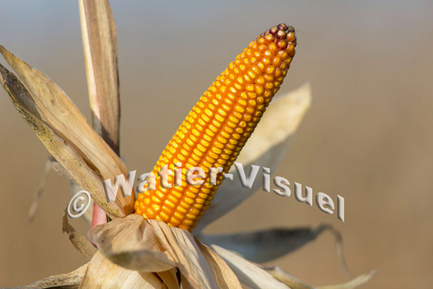 1101D606