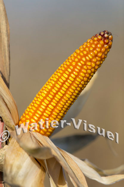 1101D607