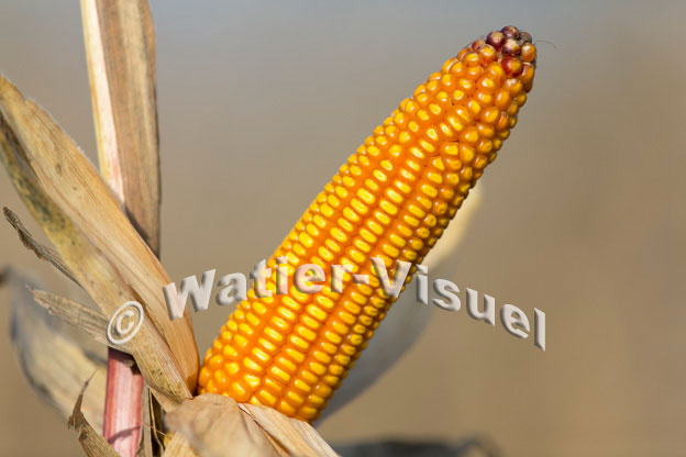 1101D608