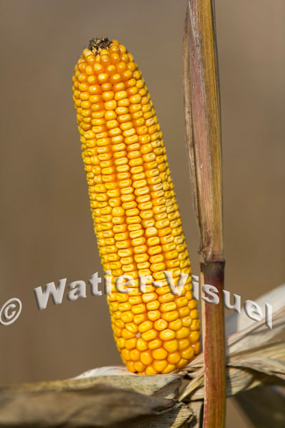 1101D617