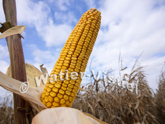 1101D650
