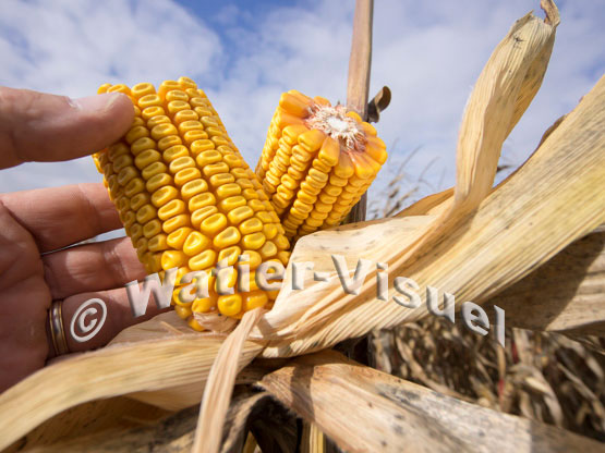 1101D654