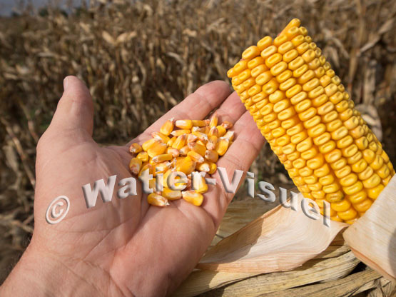 1101D665