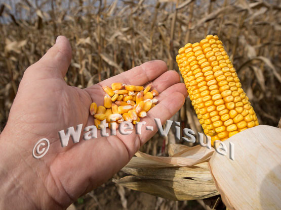 1101D666