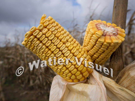 1101D667