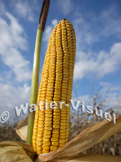 1101D677