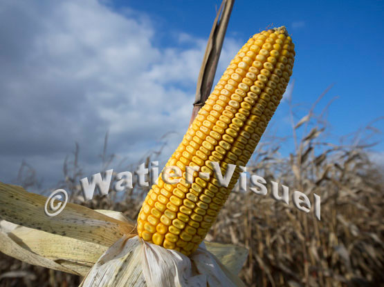 1101D710