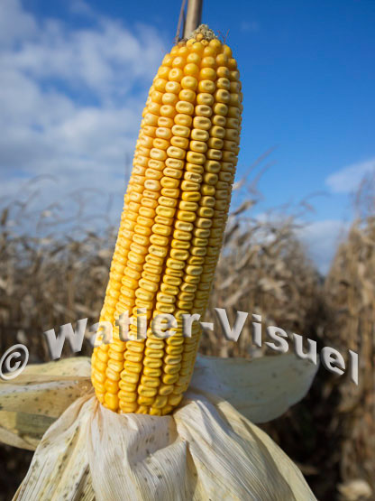 1101D711