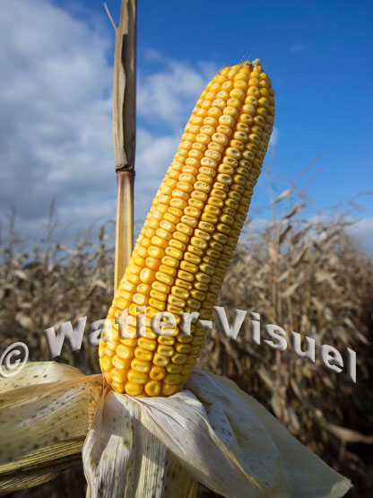 1101D712