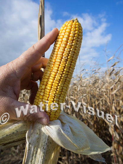 1101D713