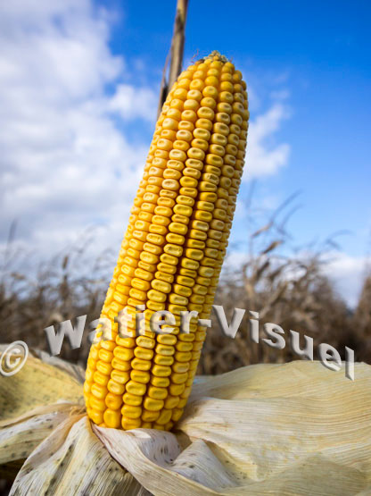 1101D719