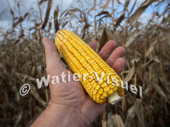 1101D737
