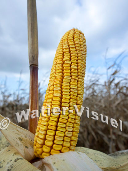 1101D739