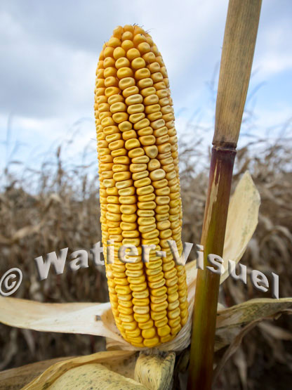 1101D742