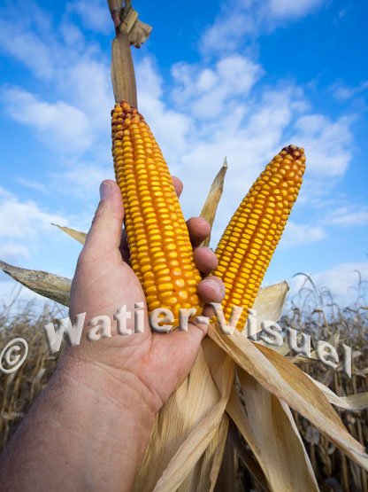 1101D768