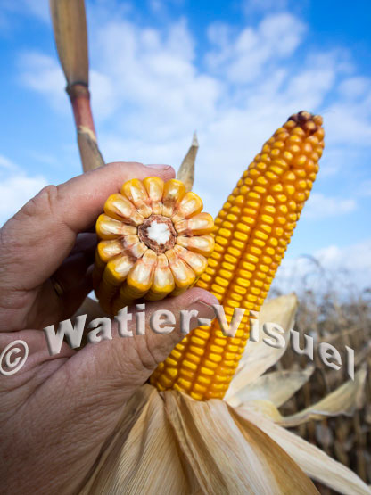 1101D770