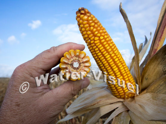 1101D772
