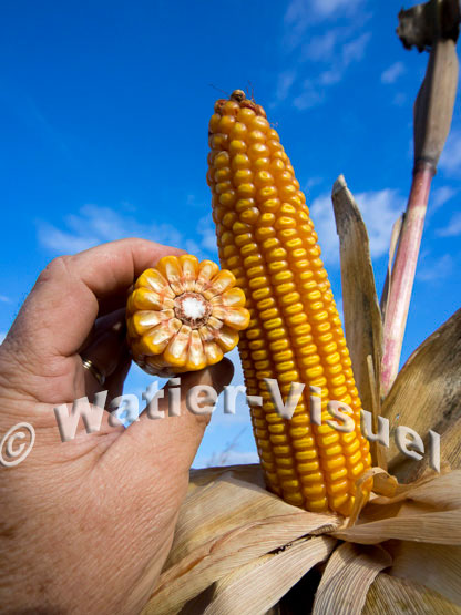 1101D775
