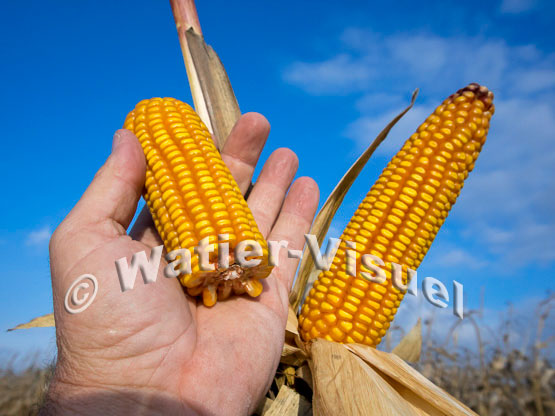 1101D777