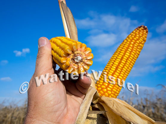 1101D778