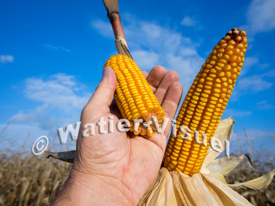 1101D779